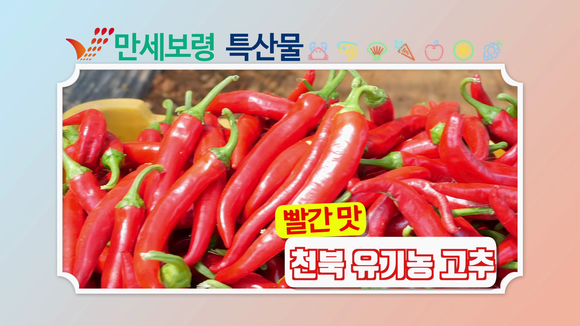 천북 유기농 고추